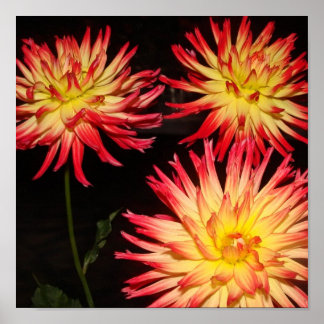 Gult och Red Dahlia Print Poster