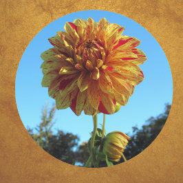 Gult och Red Dahlia Sticker Runt Klistermärke
