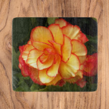 Gult och Red Tuberous Begonia Blommigt