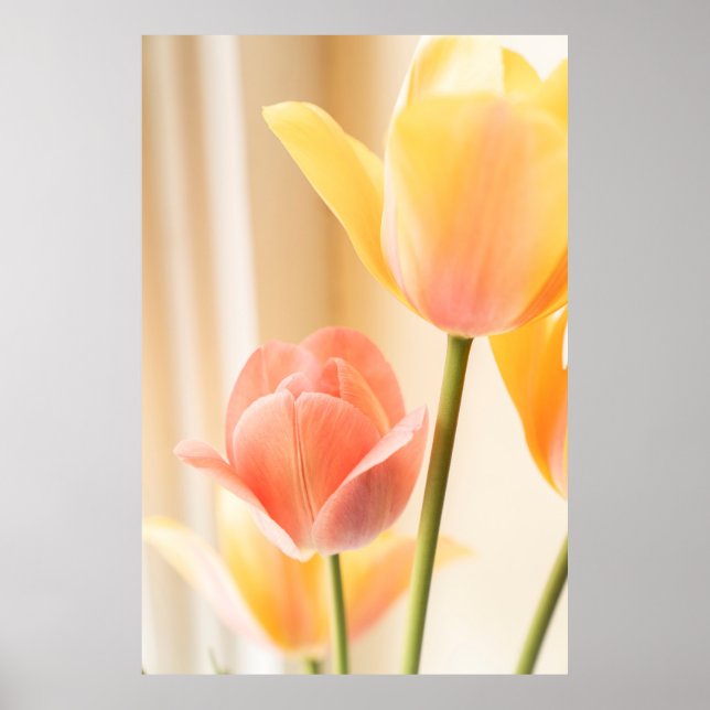 GULT OCH RÖD TULIP I BLOMSTÄNG FOTO POSTER (Framsidan)
