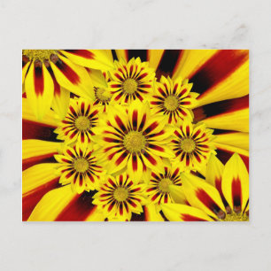 Gult och rödstripe Gerbera Daisy Solros Vykort