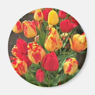 Gult- och rödtuppar magnet