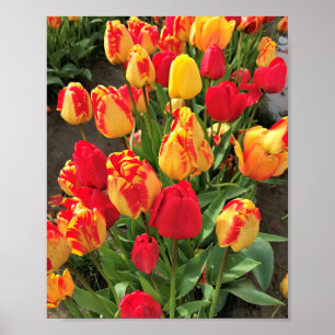 Gult- och rödtuppar poster