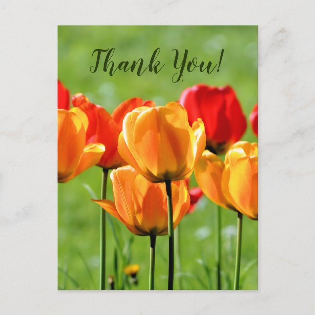 Gult- och rödtuppar vykort (Framsida)