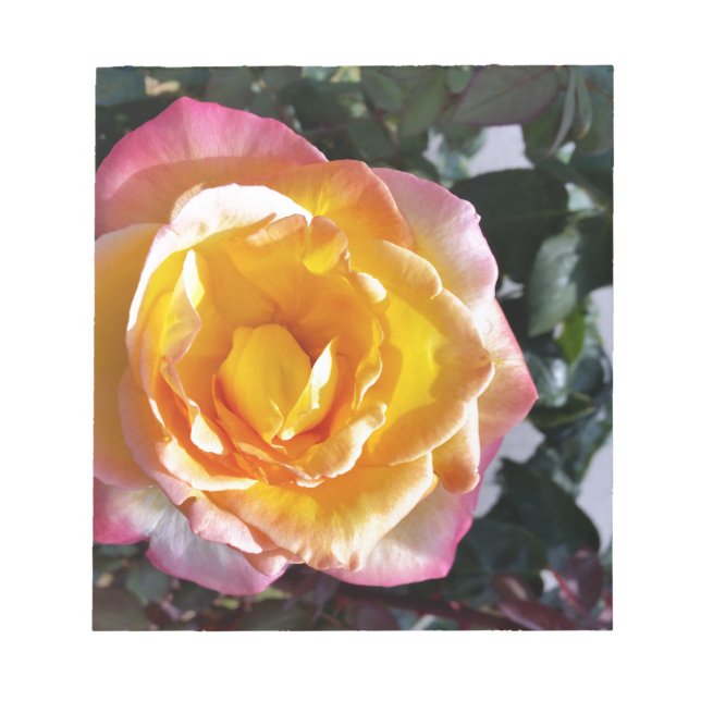 gult och rosa anteckningsblock (Framsida)
