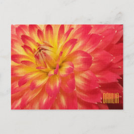 Gult och Rosa Dahlia-vykort Vykort