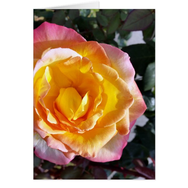 gult och rosa hälsningskort (Framsidan)