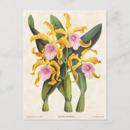 Gult och Rosa Laelia Orchid Vintage Botaniska Vykort