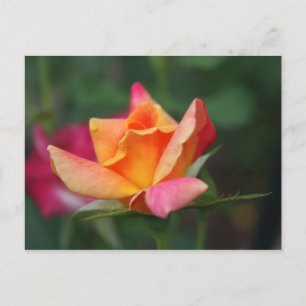 Gult och Rosa ros Vykort