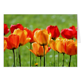 Gult och rött tulpaner hälsningskort
