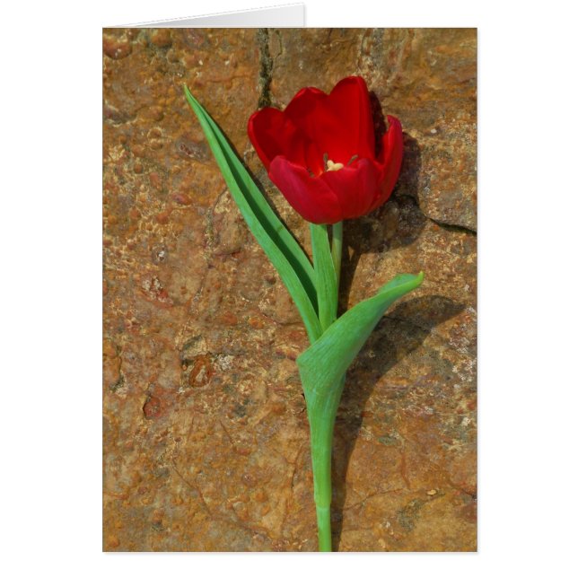 gult och rött tunp hälsningskort (Framsidan)