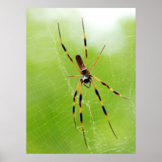Gult- och svartspider (Gröntens bakgrund) Poster