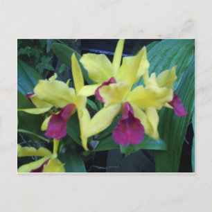 Gult och Violet Orchids-vykort Vykort