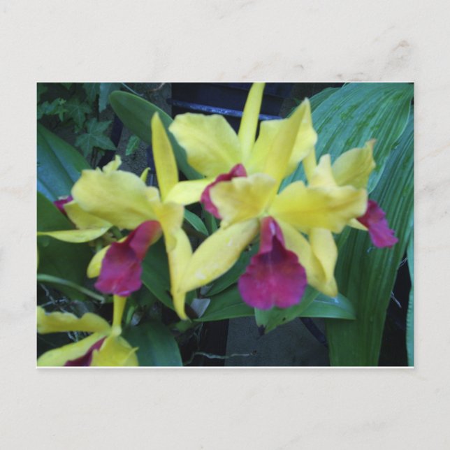 Gult och Violet Orchids-vykort Vykort (Framsida)