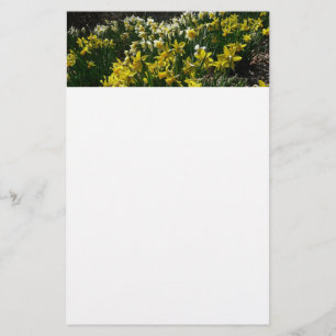 Gult och vit affodil Vår blommor Brevpapper