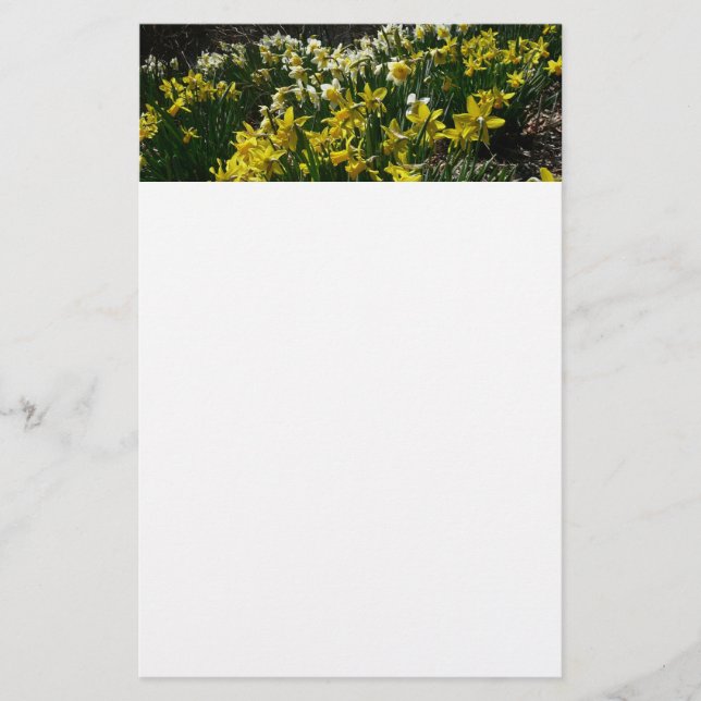 Gult och vit affodil Vår blommor Brevpapper (Framsida)