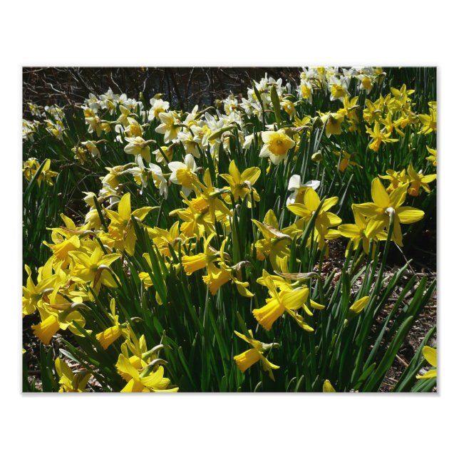 Gult och vit affodil Vår blommor Fototryck (Framsidan)