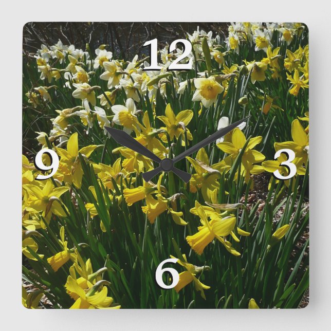 Gult och vit affodil Vår blommor Fyrkantig Klocka (Framsida)