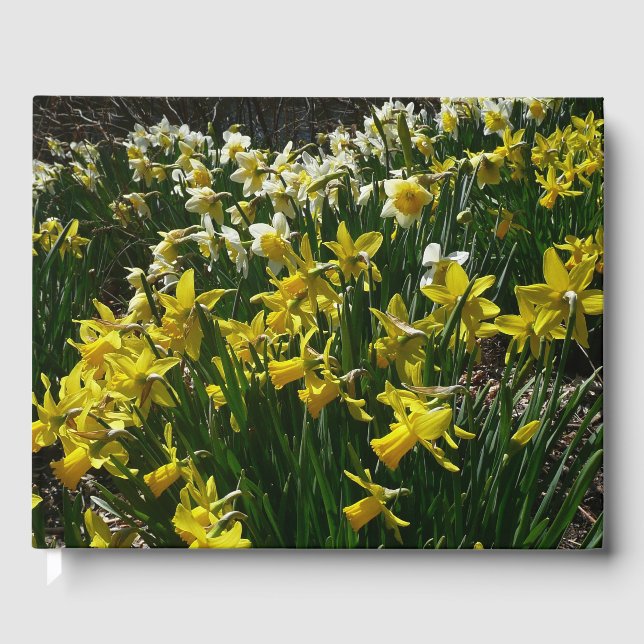 Gult och vit affodil Vår blommor Gästböcker (Framsida)