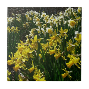 Gult och vit affodil Vår blommor Kakelplatta