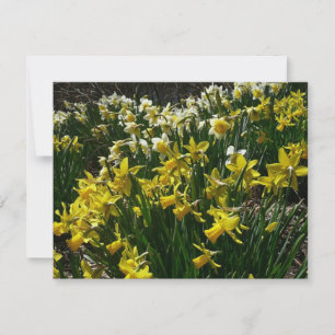 Gult och vit affodil Vår blommor Kort