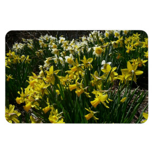 Gult och vit affodil Vår blommor Magnet