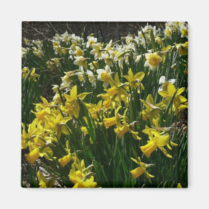 Gult och vit affodil Vår blommor Magnet