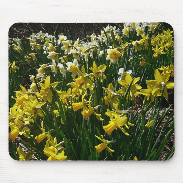 Gult och vit affodil Vår blommor Musmatta (Framsidan)