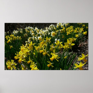 Gult och vit affodil Vår blommor Poster