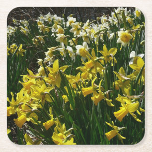 Gult och vit affodil Vår blommor Underlägg Papper Kvadrat
