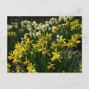 Gult och vit affodil Vår blommor Vykort