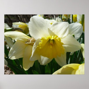 Gult och Vita Daffodil Vår Blommigt Poster