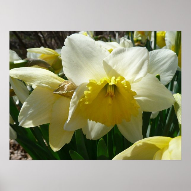 Gult och Vita Daffodil Vår Blommigt Poster (Framsidan)