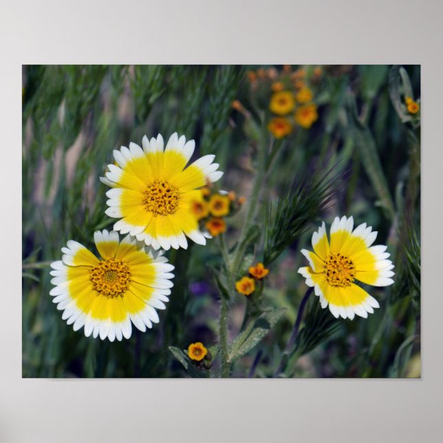 Gult och vitblommor poster (Framsidan)