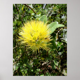 Gult Ohia Lehua Poster