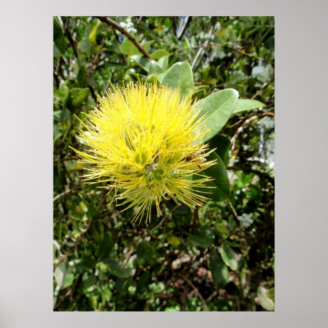 Gult Ohia Lehua Poster (Framsidan)