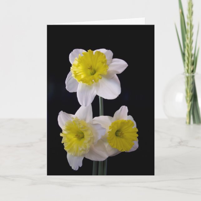 Gult om White Daffodil Mors dag Kort (Framsida)
