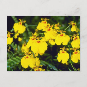 gult Oncidium-blommor Vykort
