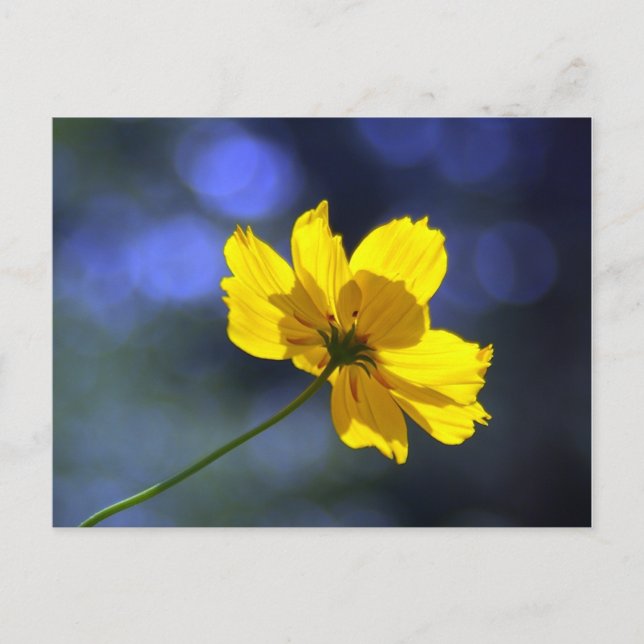 Gult Orange Coreopsis vykort (Framsida)