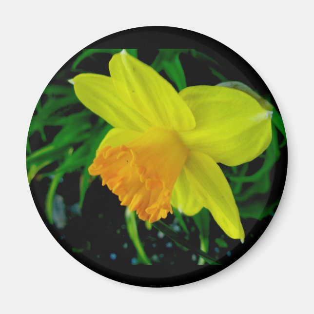 Gult Orange Daffodil Magnet (Framsidan)