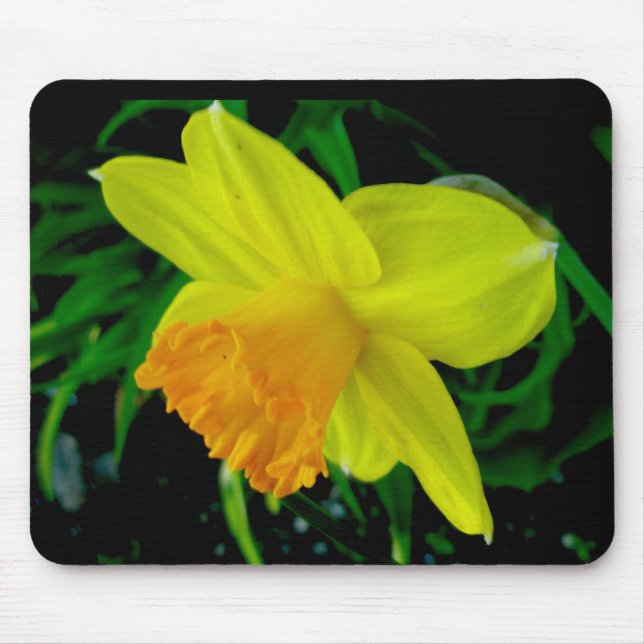 Gult Orange Daffodil Mousepad Musmatta (Framsidan)
