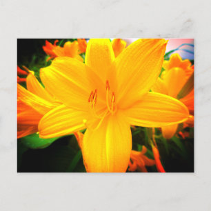 Gult Orange Day Lily Flowers Sunny Garden Vykort