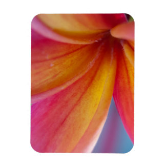 Gult Orange Djup Rosa Tropical Plumeria Flower Magnet