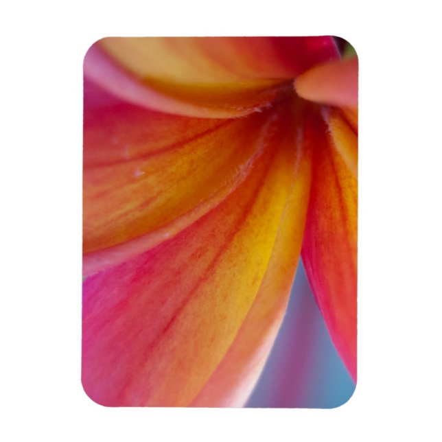 Gult Orange Djup Rosa Tropical Plumeria Flower Magnet (Vertikal)