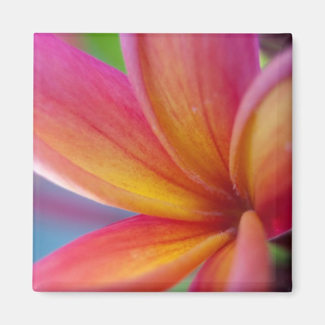 Gult Orange Djup Rosa Tropical Plumeria Flower Magnet (Framsidan)