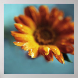 Gult Orange Marigold Flower Droppar Makro Poster