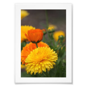 Gult Orange Morsa Fototryck