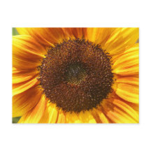 Gult, Orange och vykort för brun solros