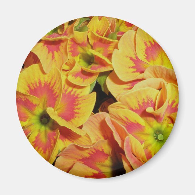 Gult Orange Primrose Magnet (Framsidan)