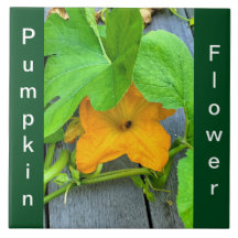 Gult Orange Pumpkin Flower på vinet